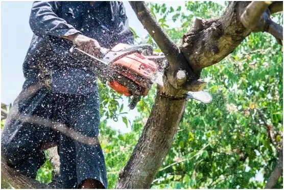 tree services Hughesville